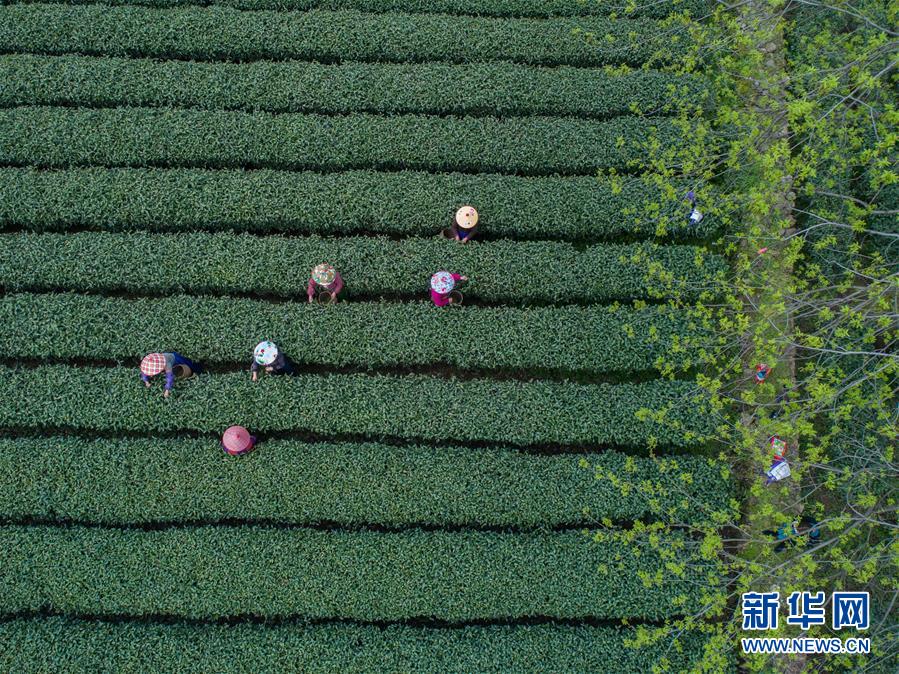 悲兆网络回滚是什么